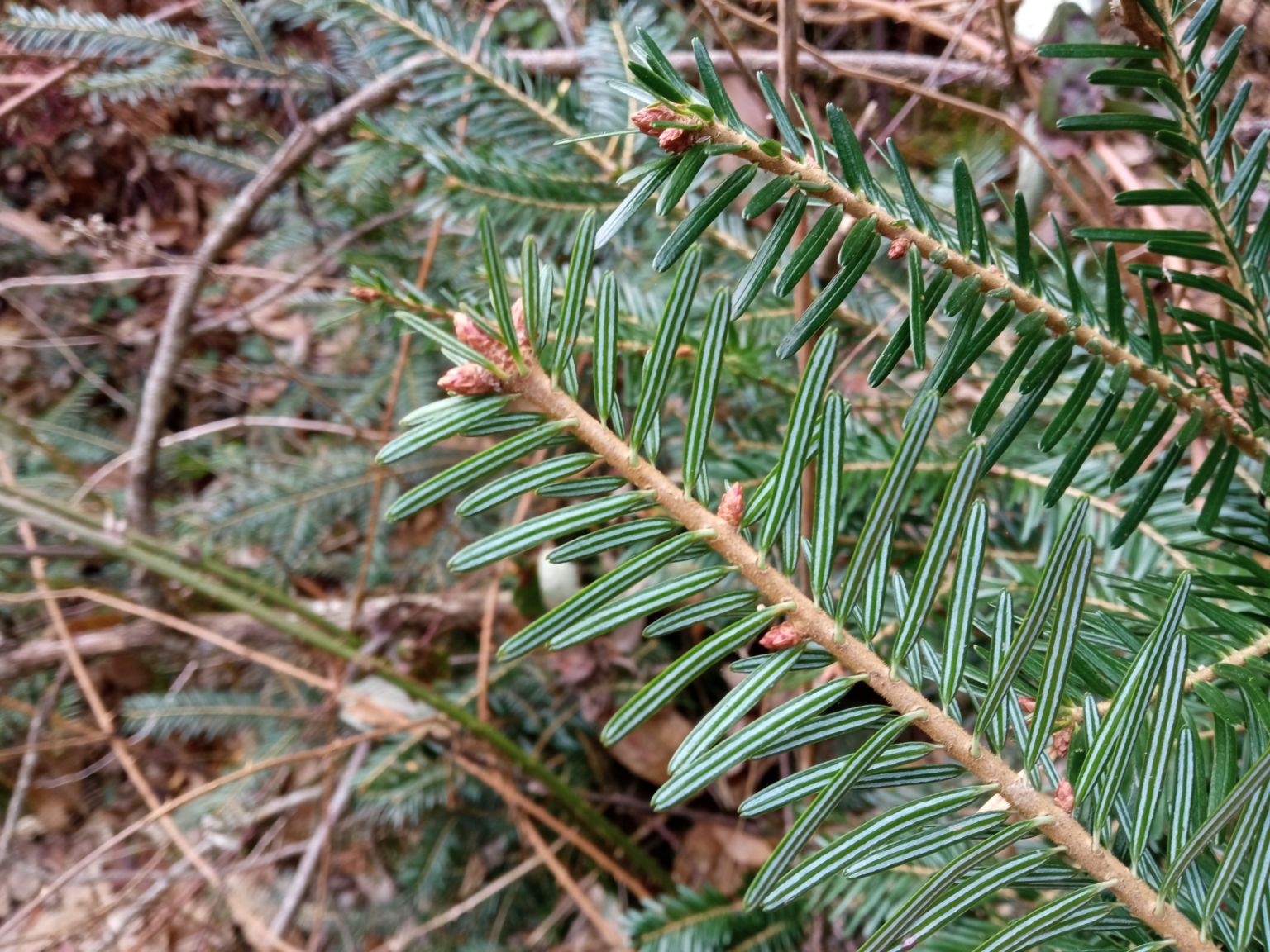 Abies alba