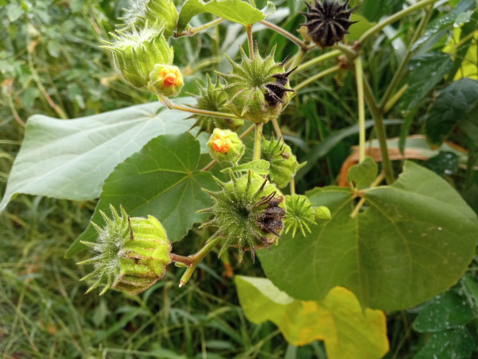 Abutilon theophrasti