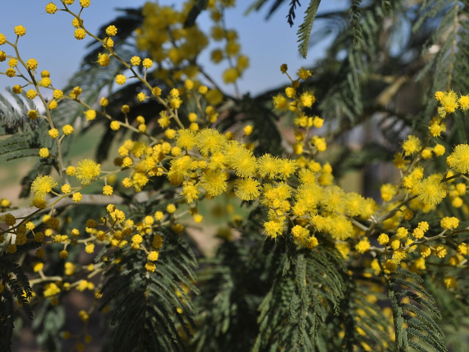 Acacia dealbata