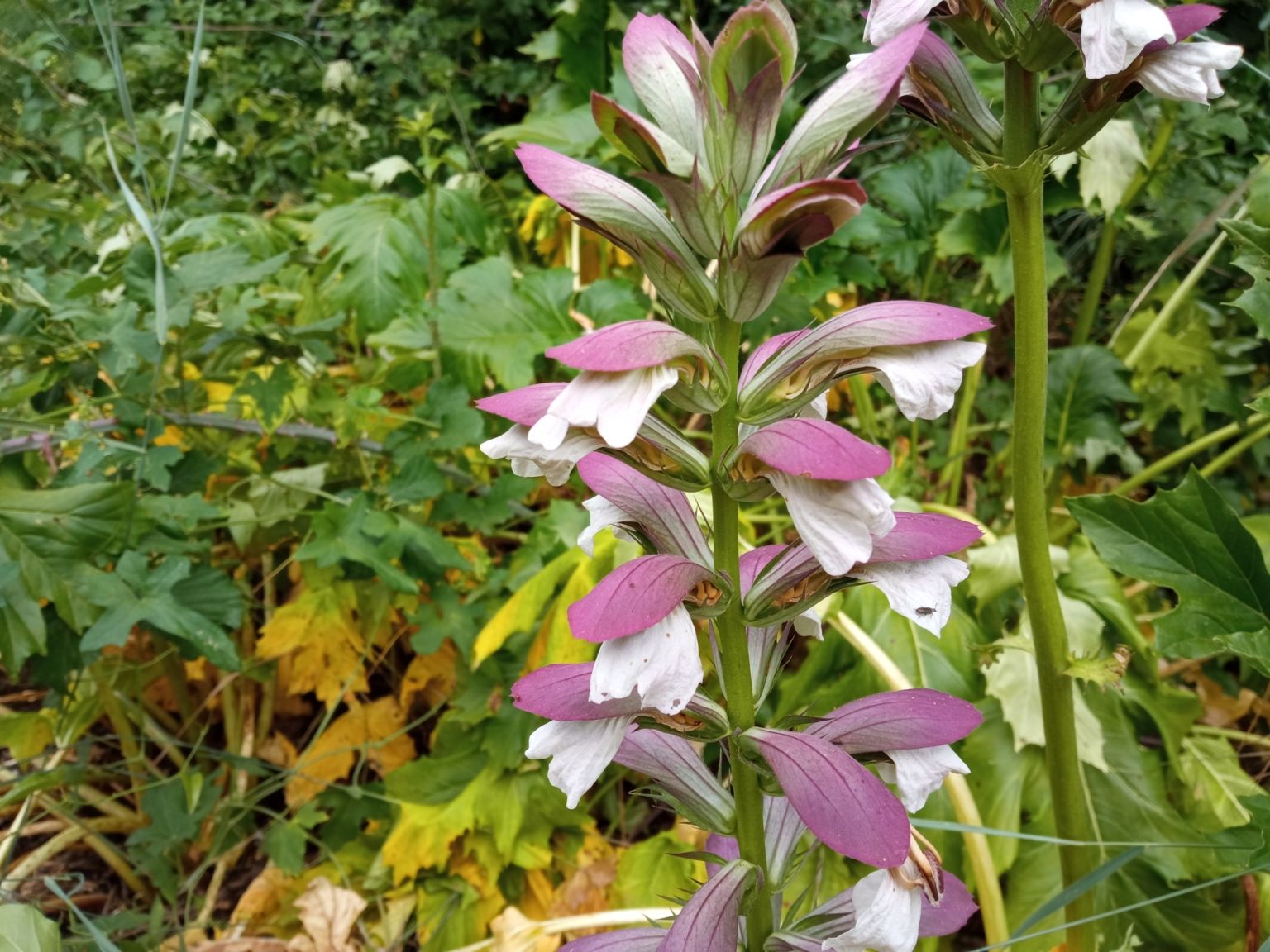 Acanthus mollis