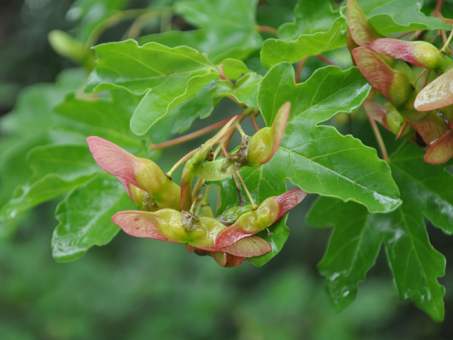 Acer campestre