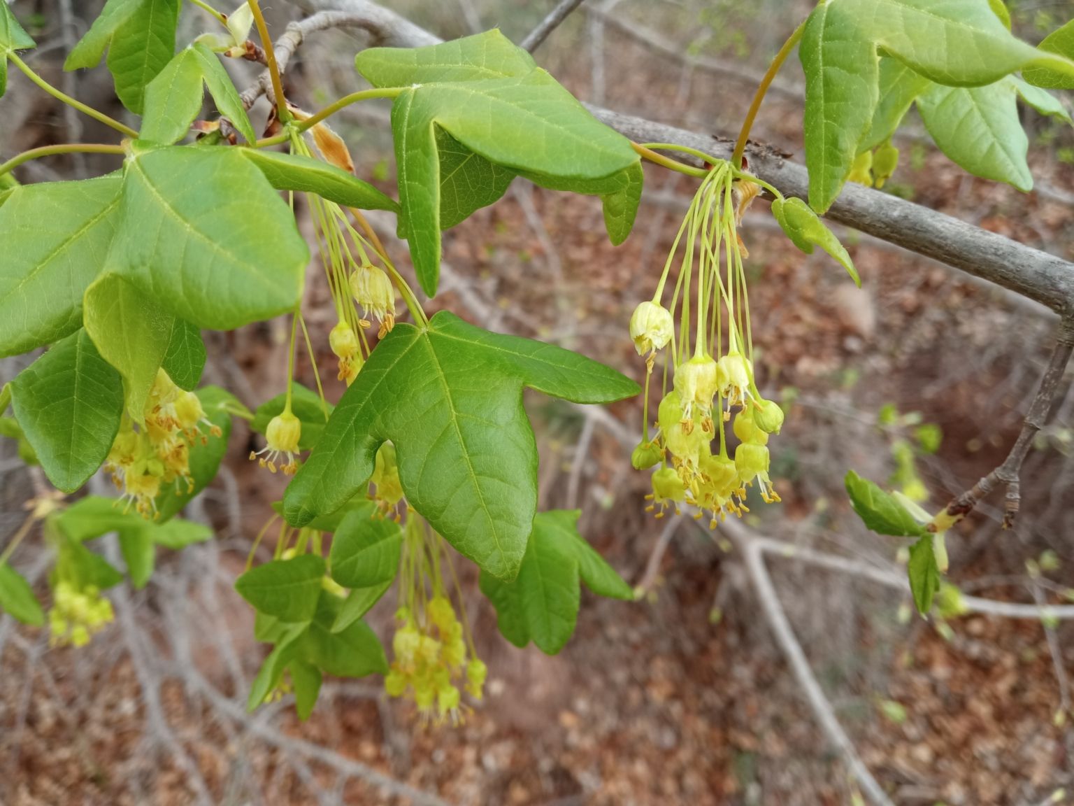 Acer monspessulanum monspessulanum