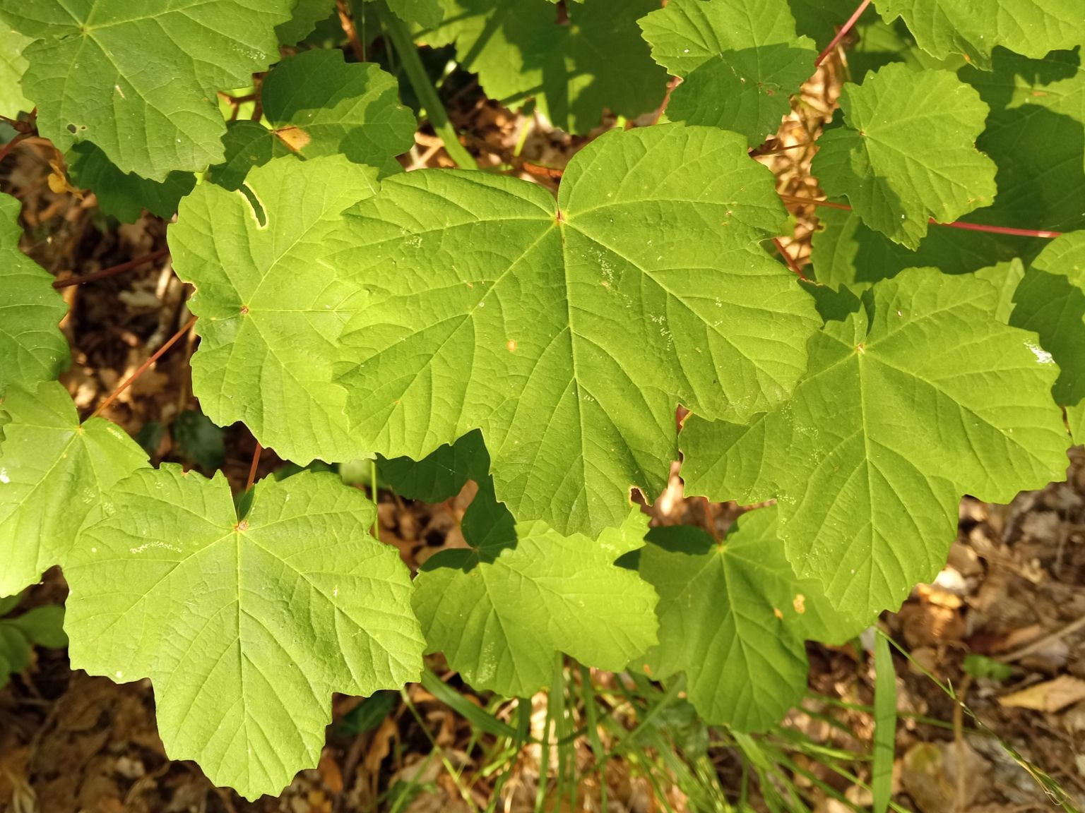 Acer opalus opalus