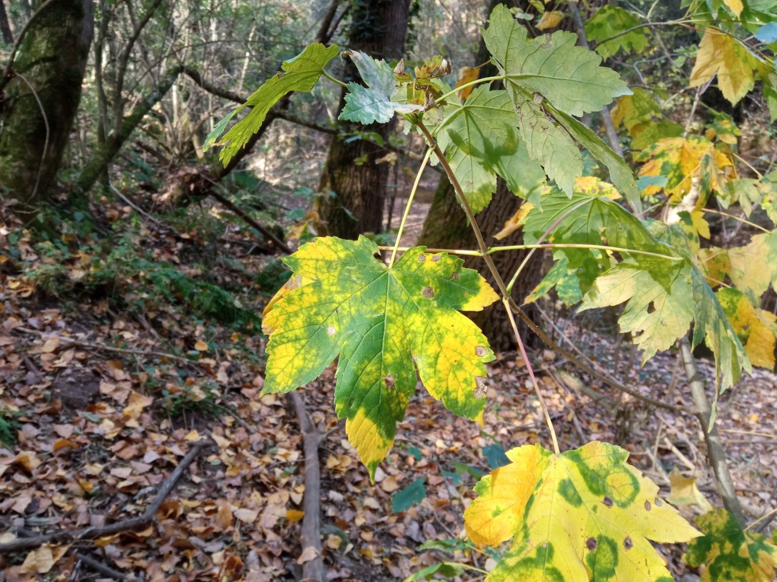 Acer pseudoplatanus