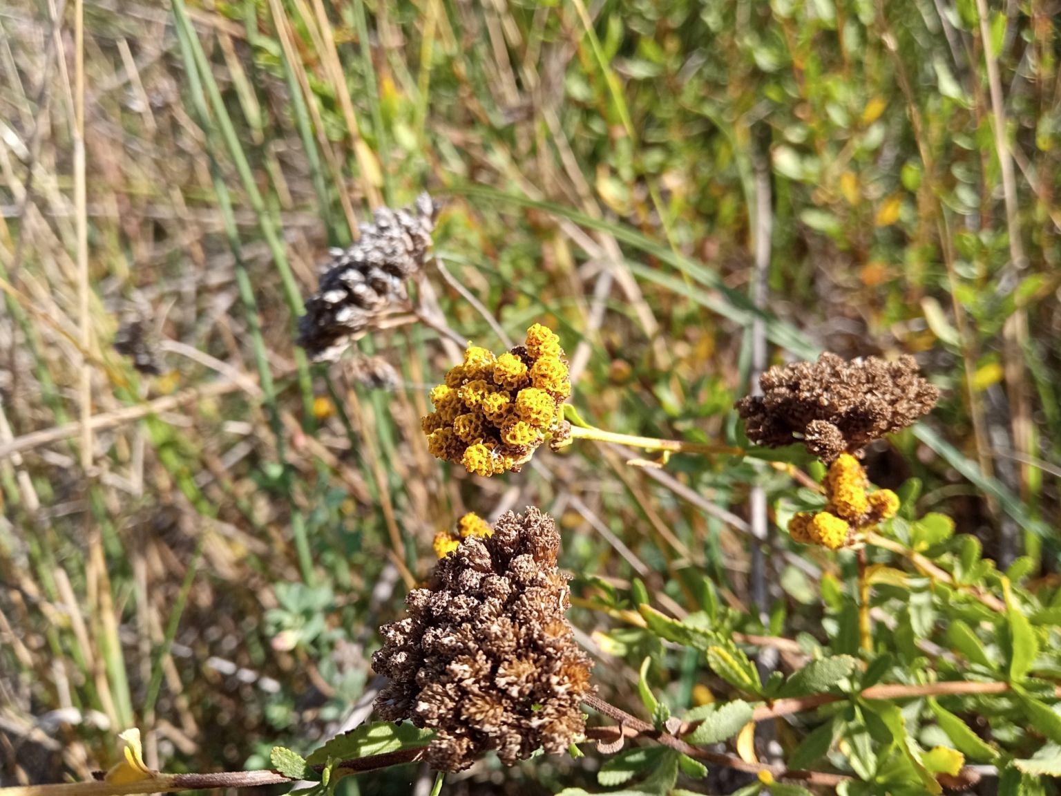 Achillea ageratum