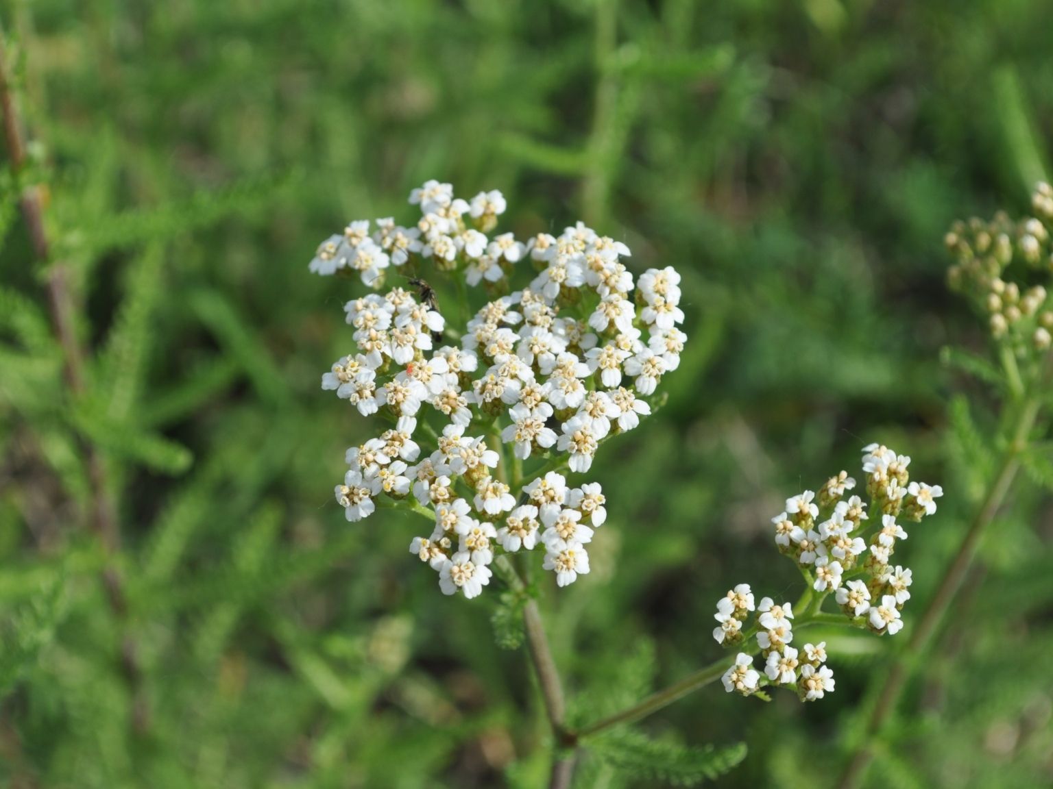 Achillea millefolium