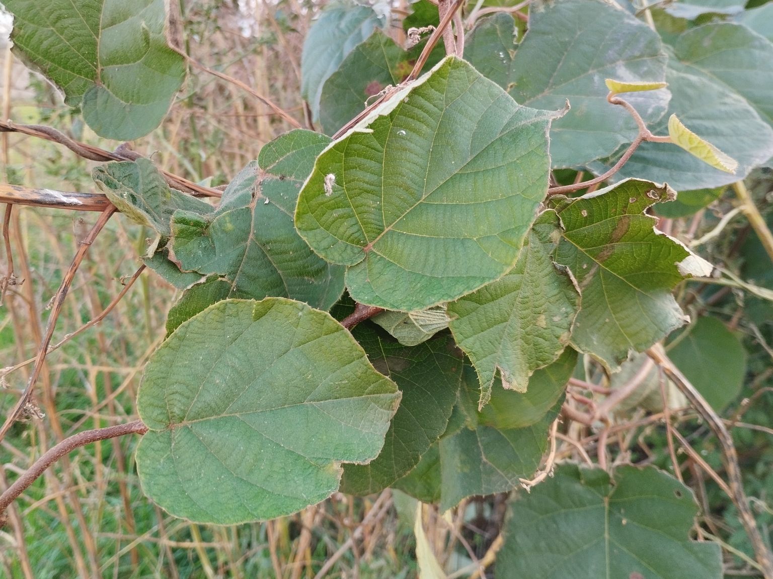 Actinidia chinensis