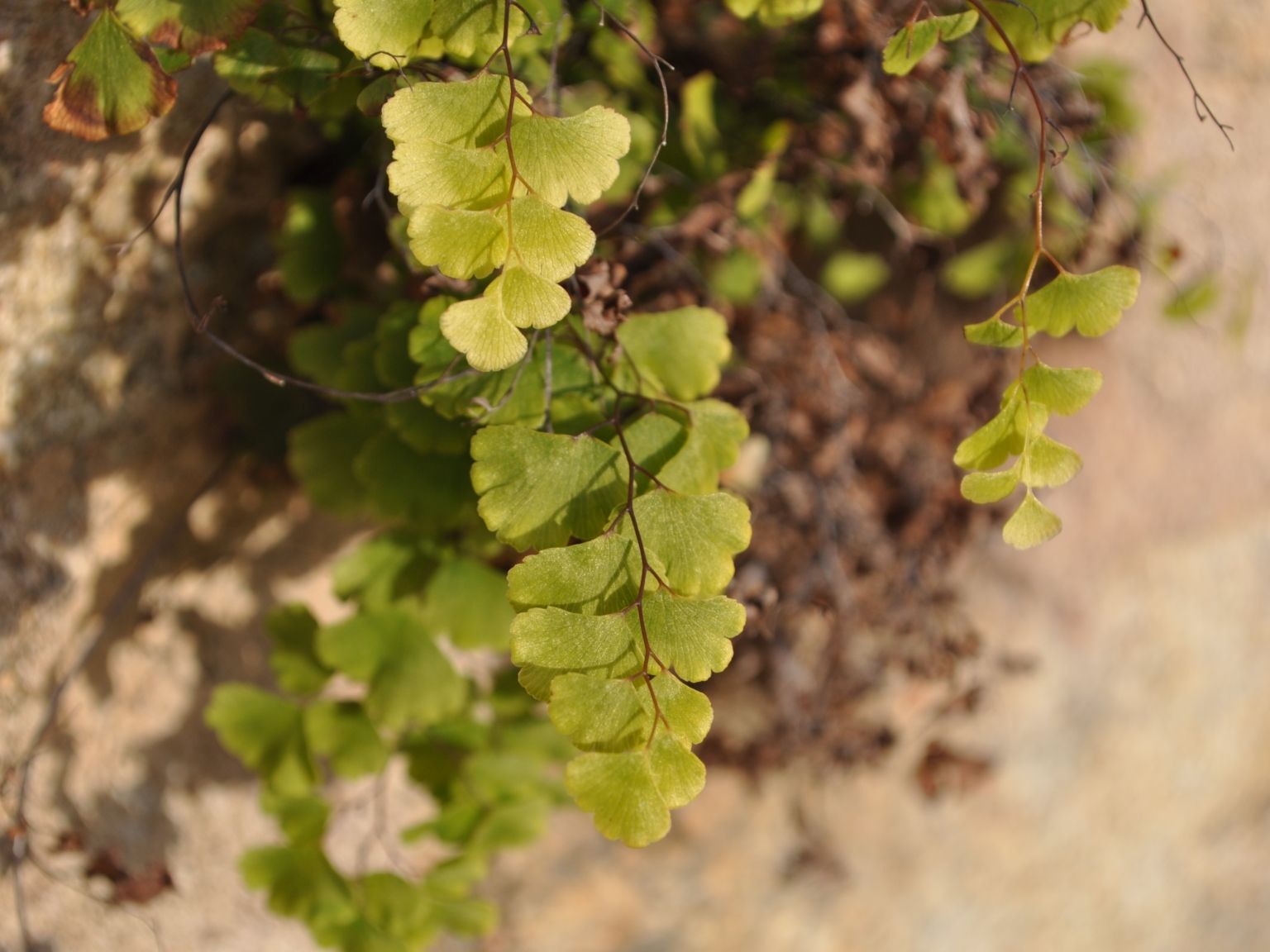 Adiantum capillus-veneris
