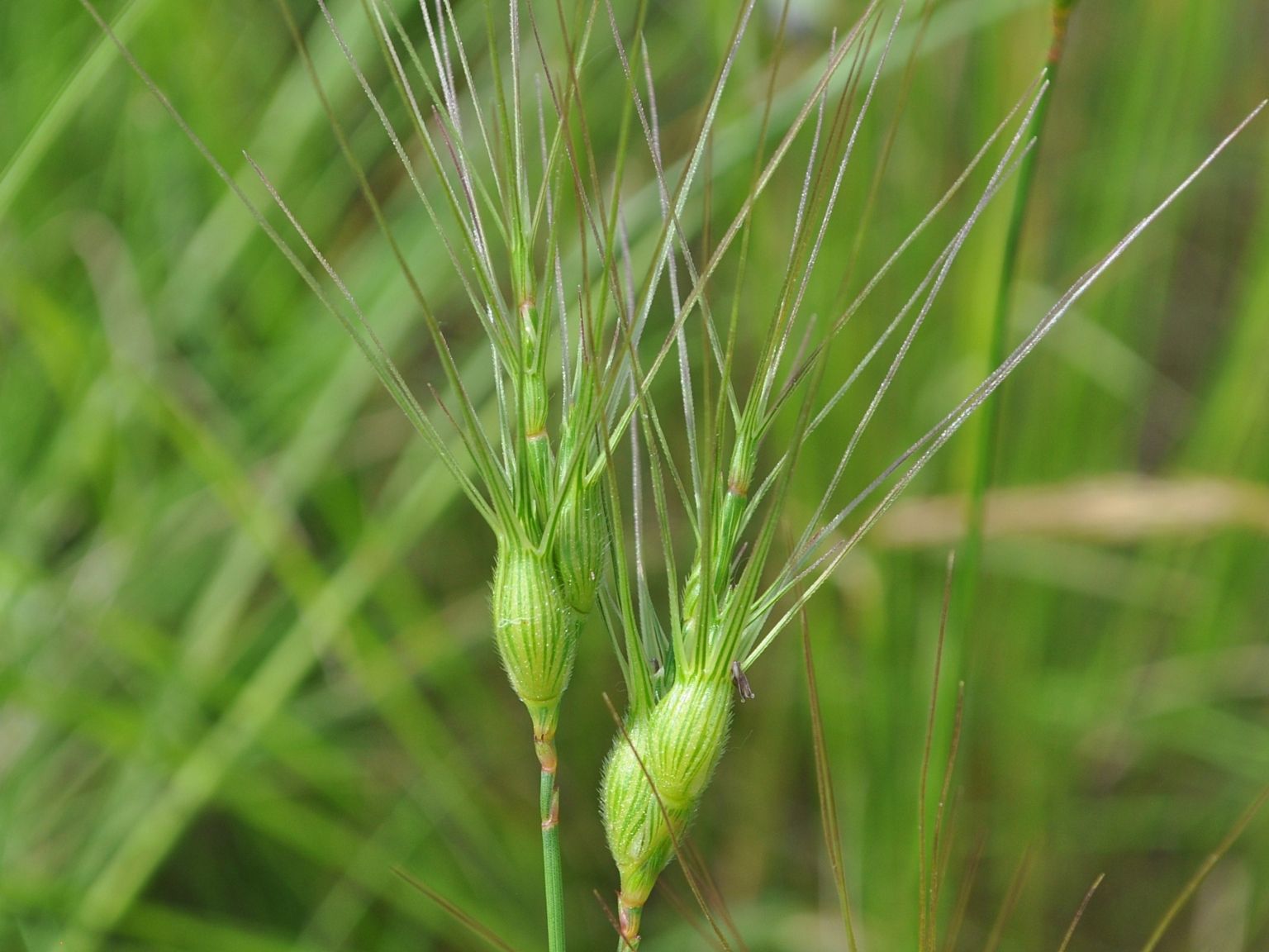 Aegilops neglecta