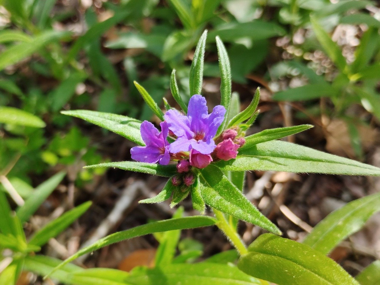 Aegonychon purpurocaeruleum