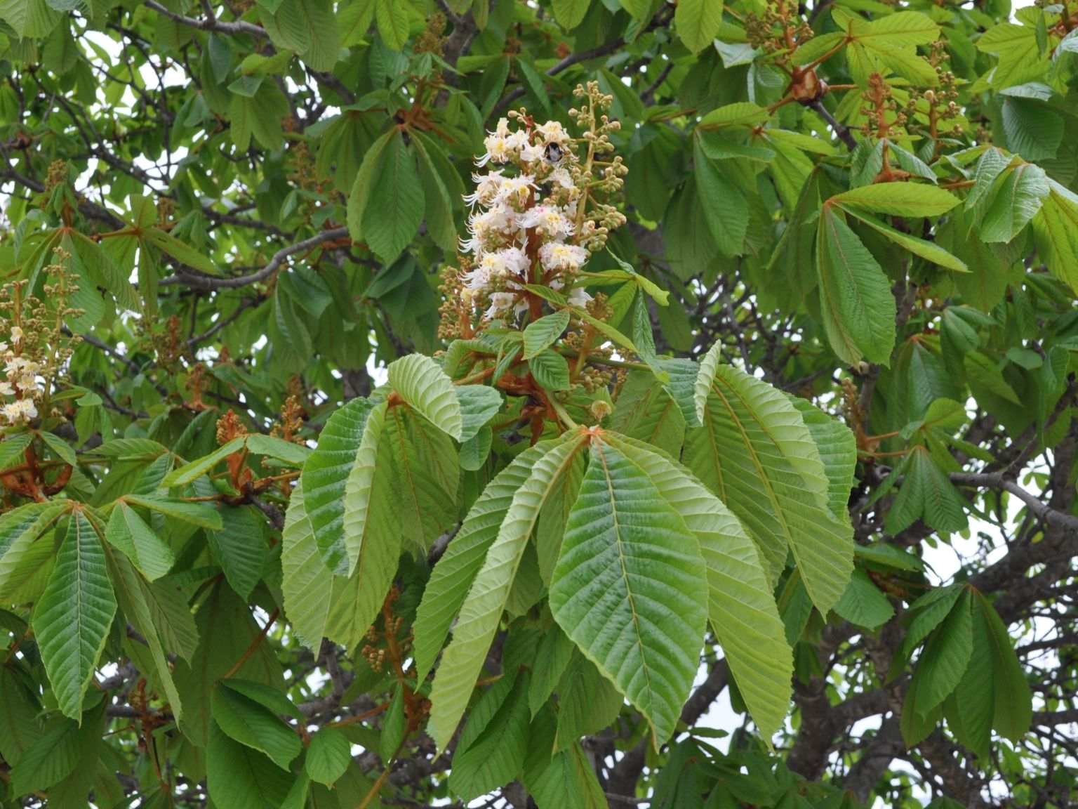 Aesculus hippocastanum