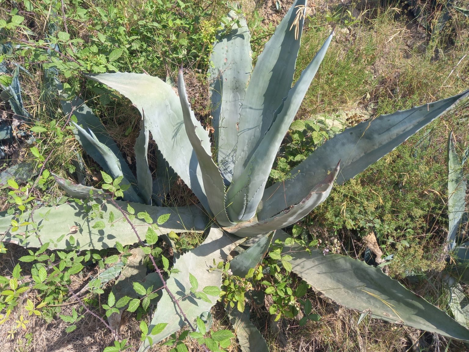 Agave americana