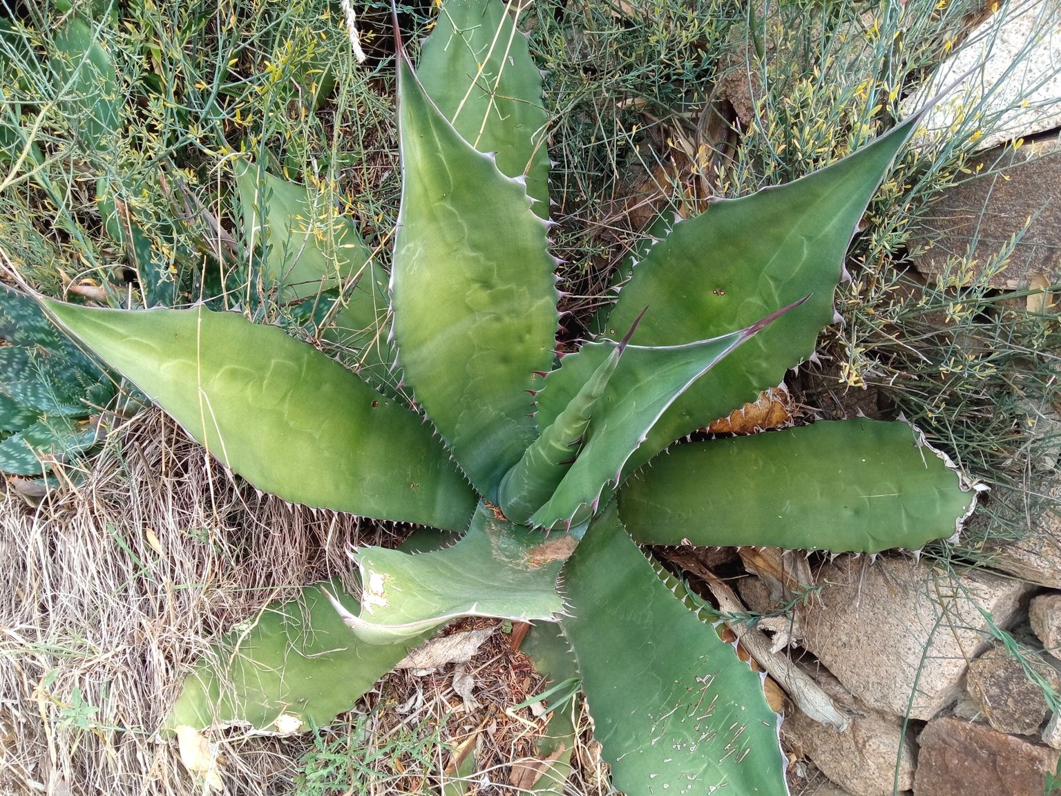 Agave salmiana