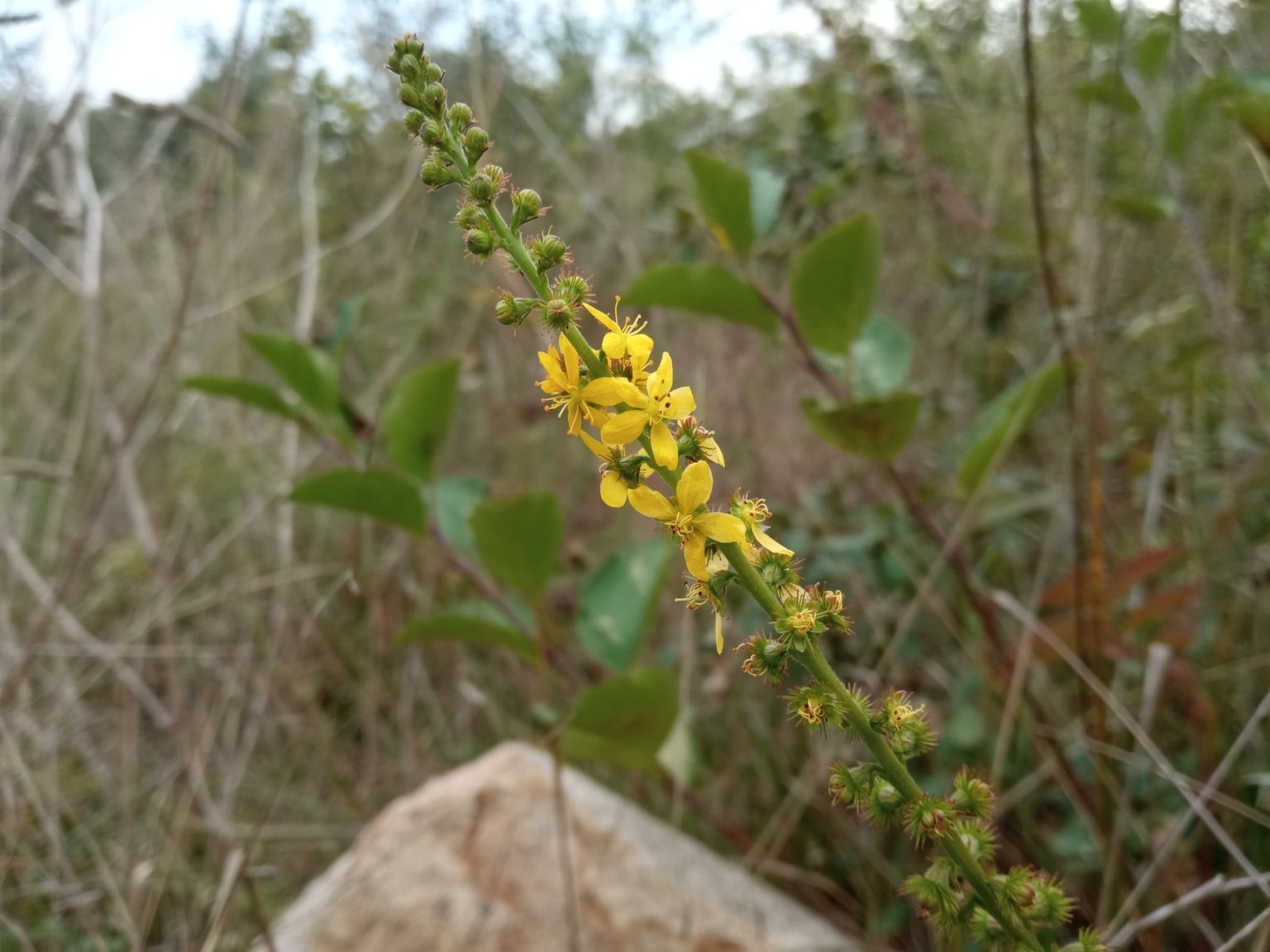 Agrimonia eupatoria eupatoria