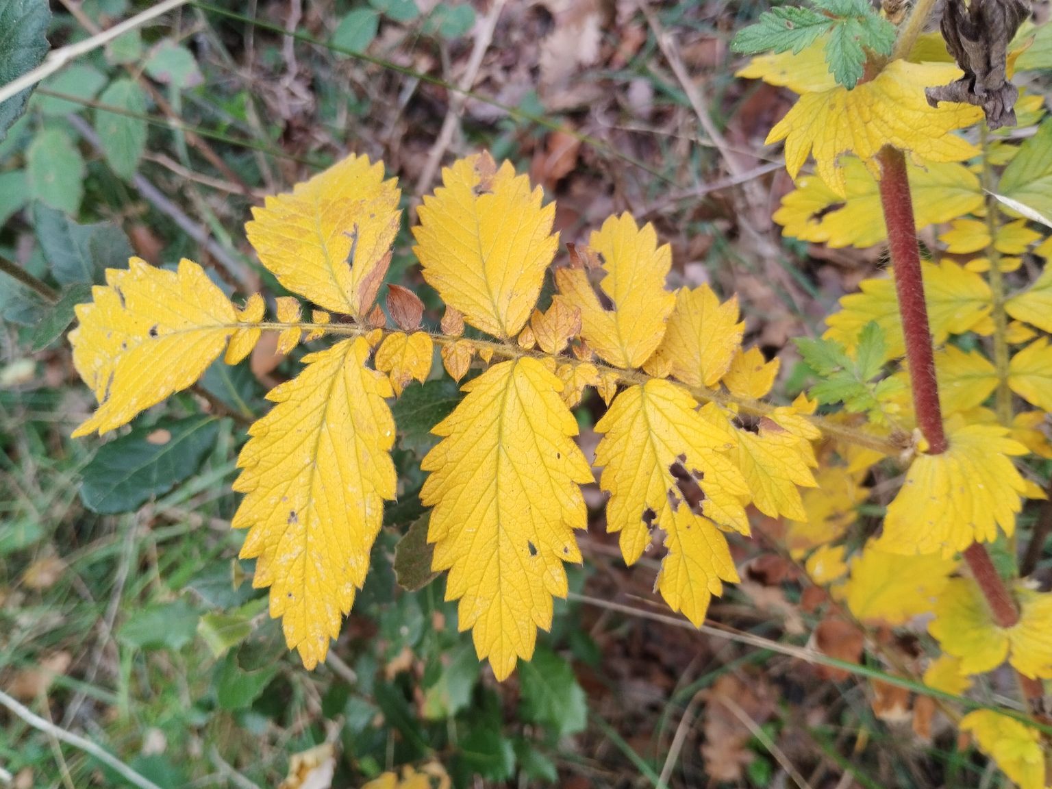 Agrimonia eupatoria major