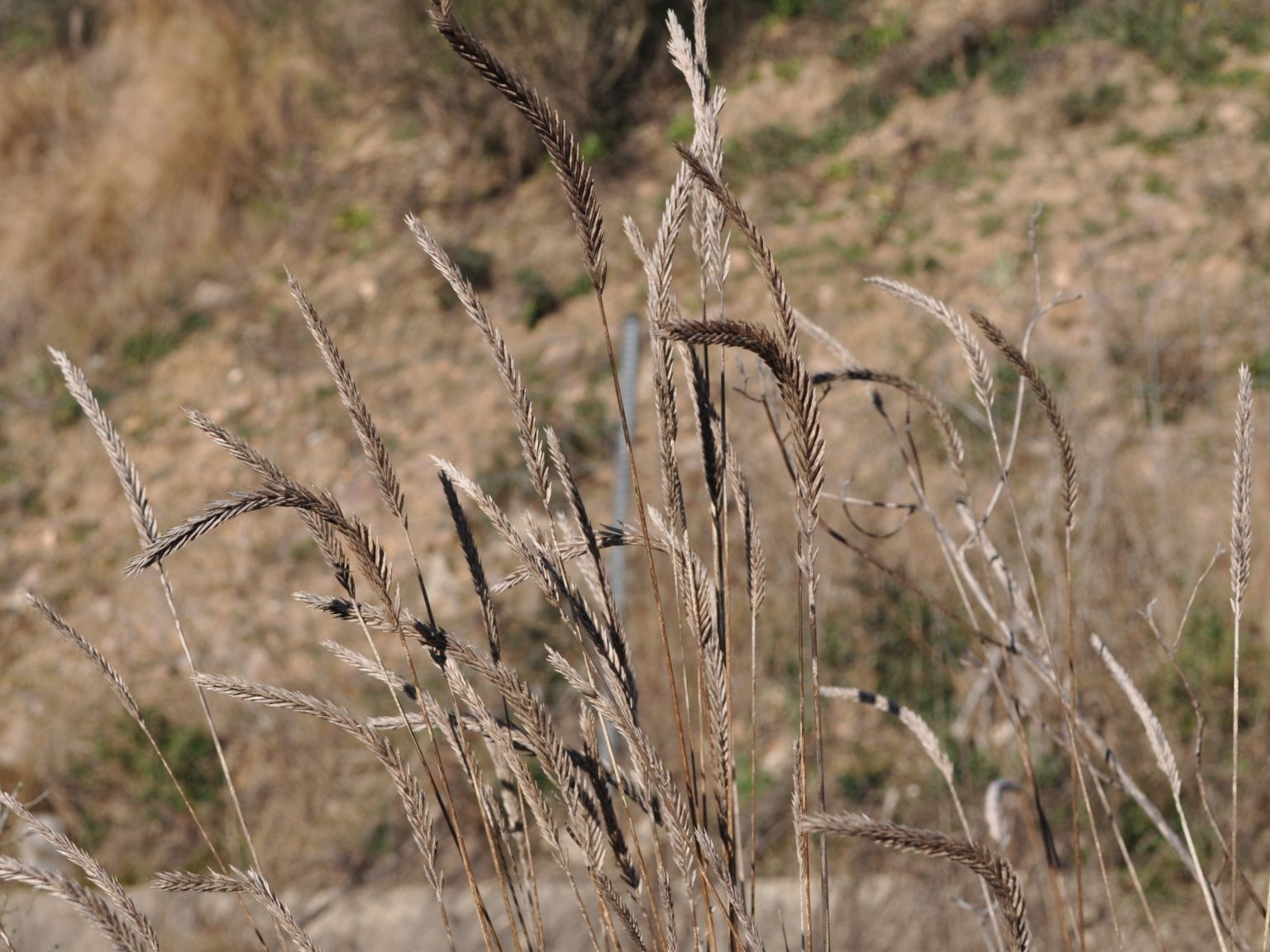 Agropyron cristatum pectiniforme