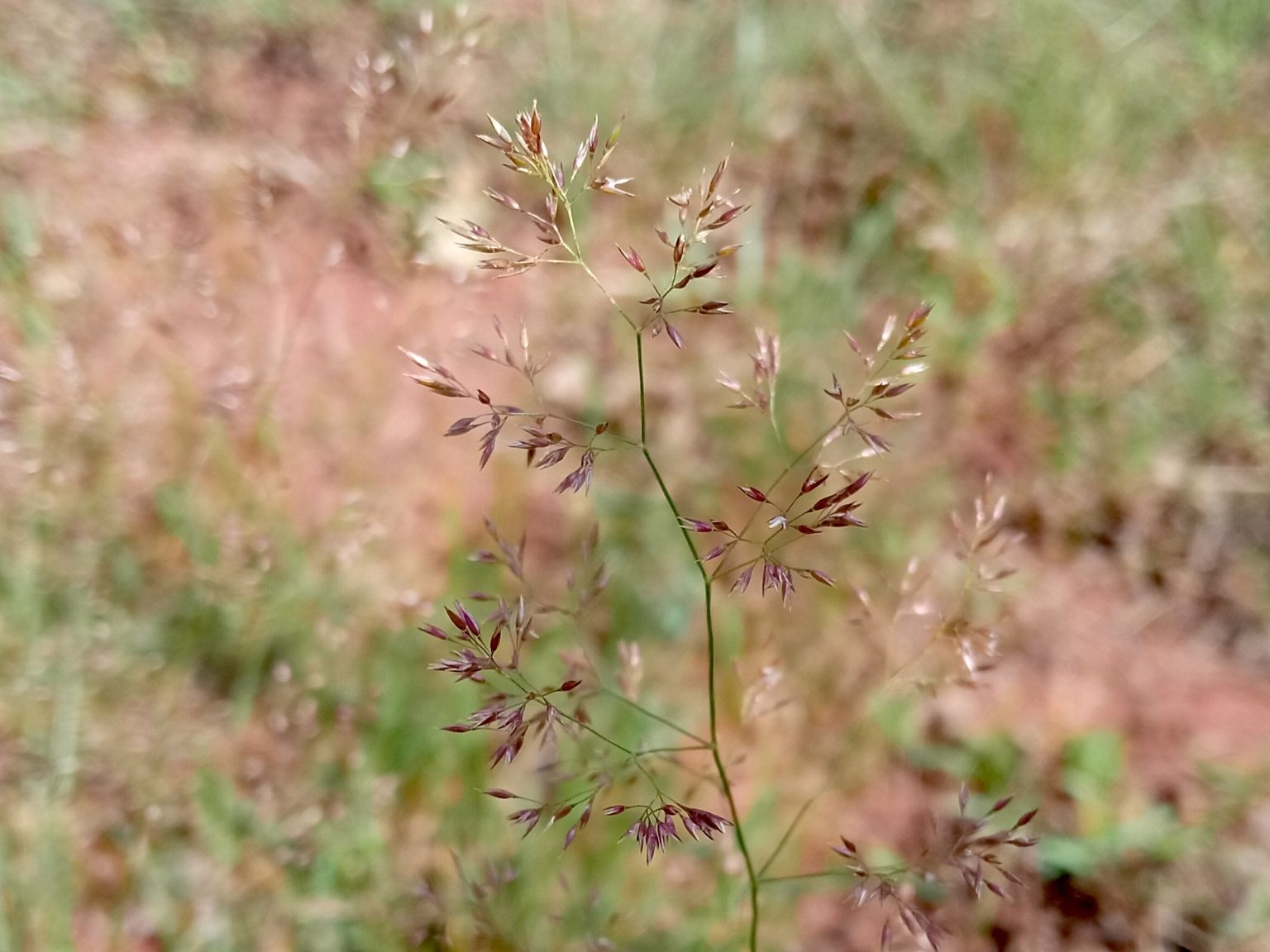 Agrostis capillaris capillaris