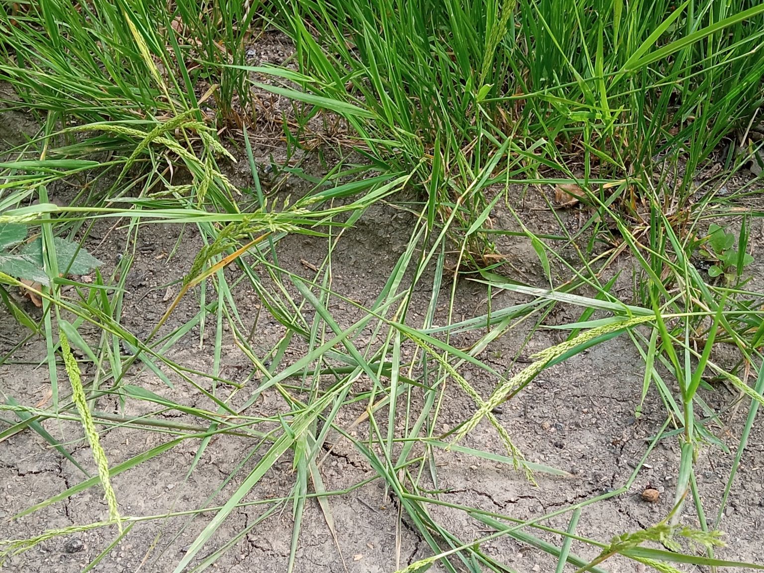 Agrostis stolonifera stolonifera