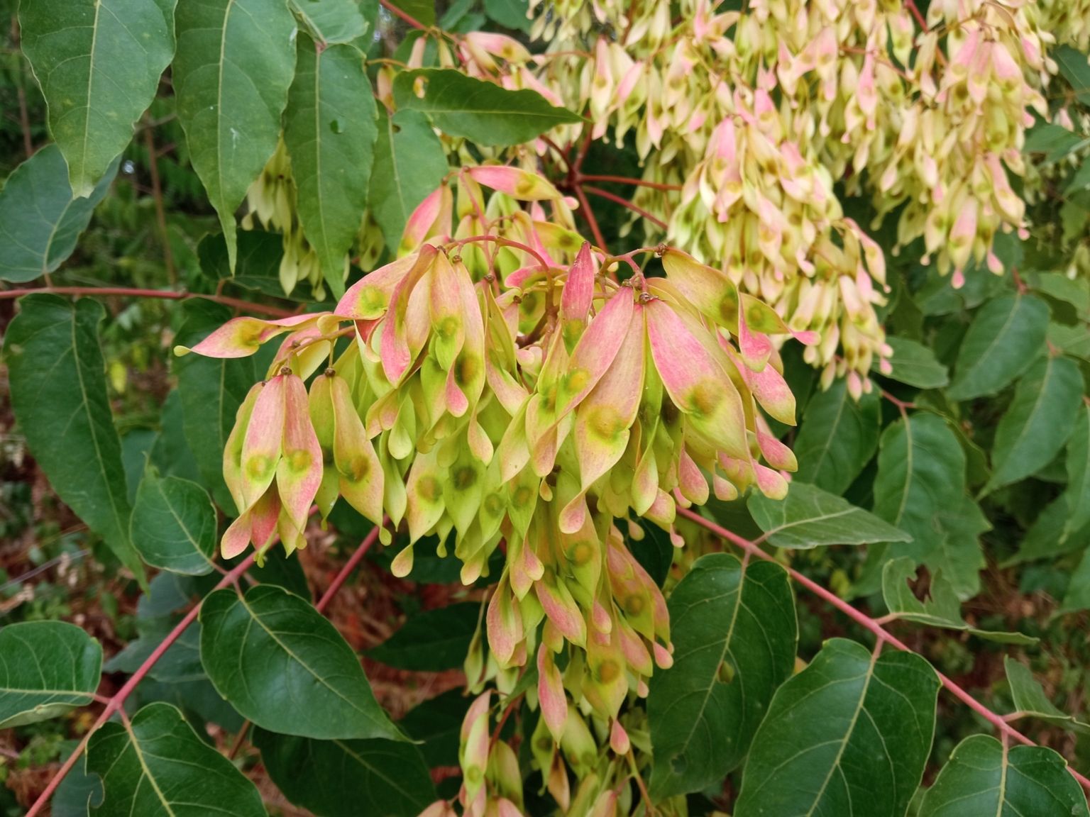 Ailanthus altissima