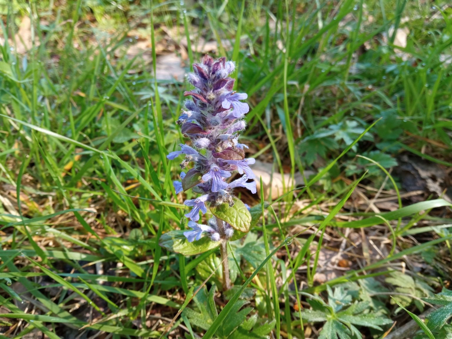 Ajuga reptans