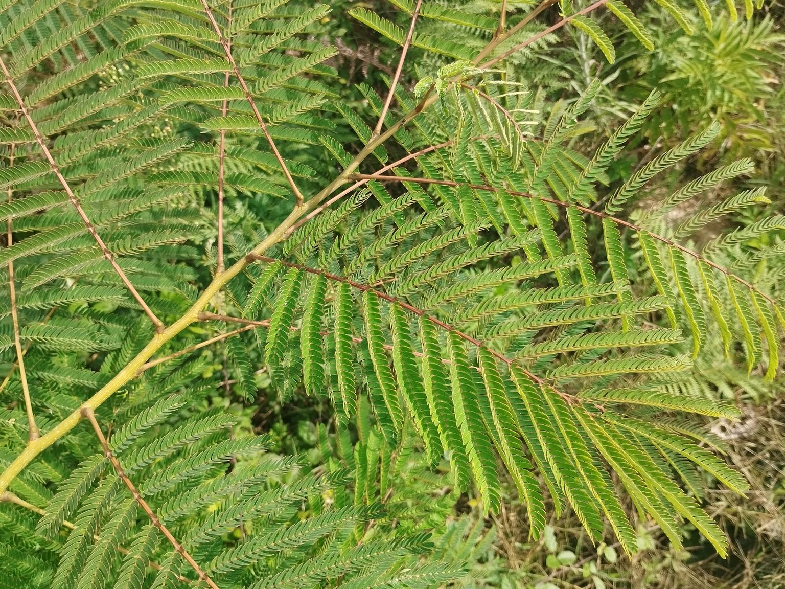 Albizia julibrissin