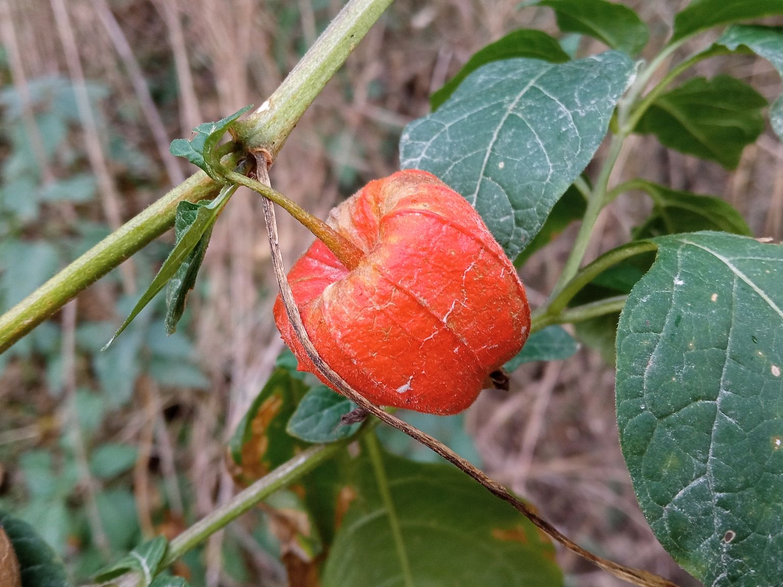 Alkekengi officinarum