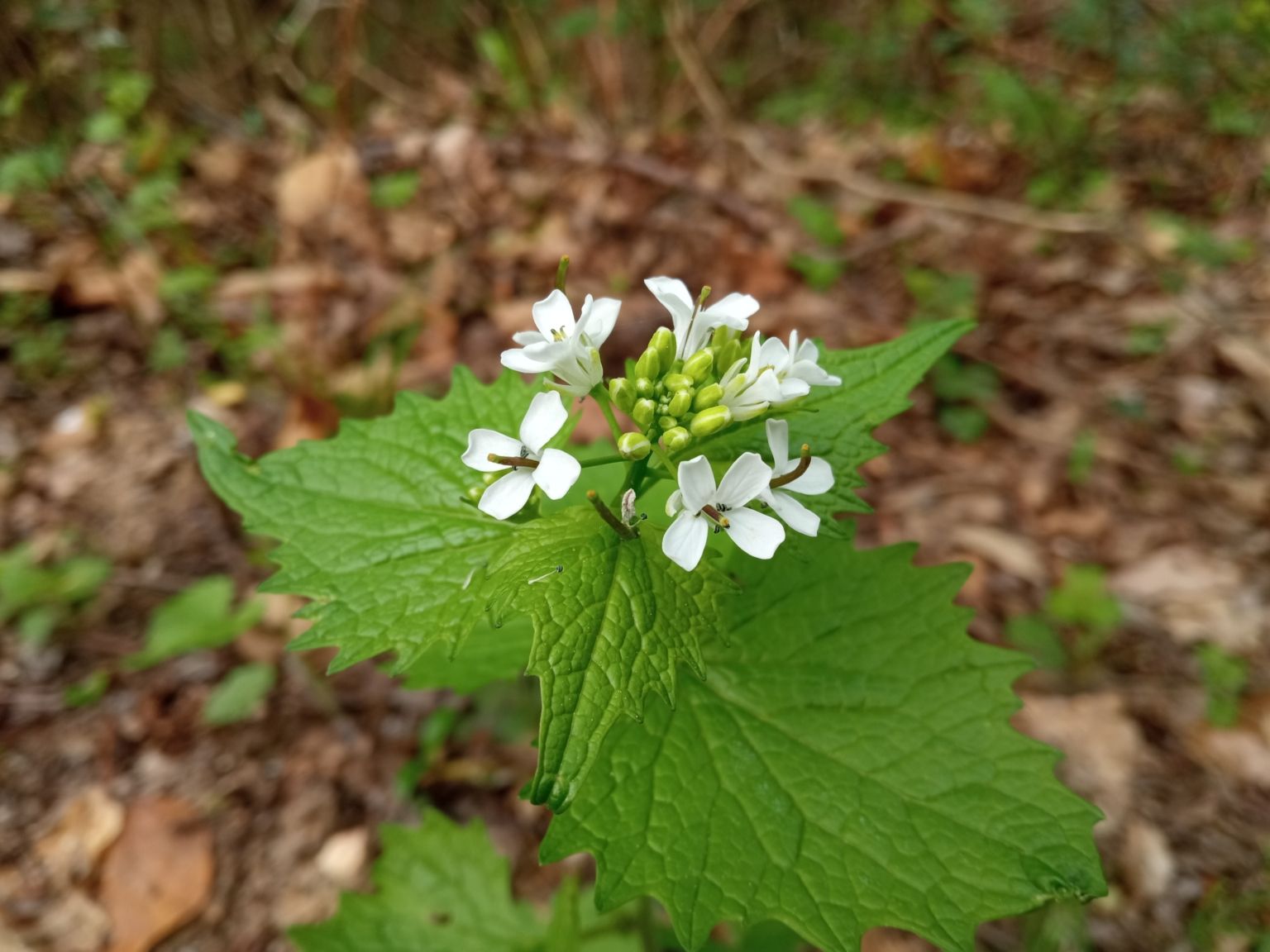 Alliaria petiolata