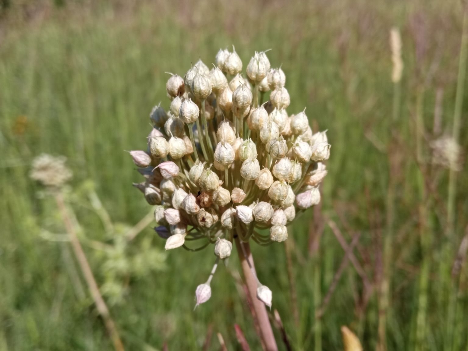 Allium ampeloprasum