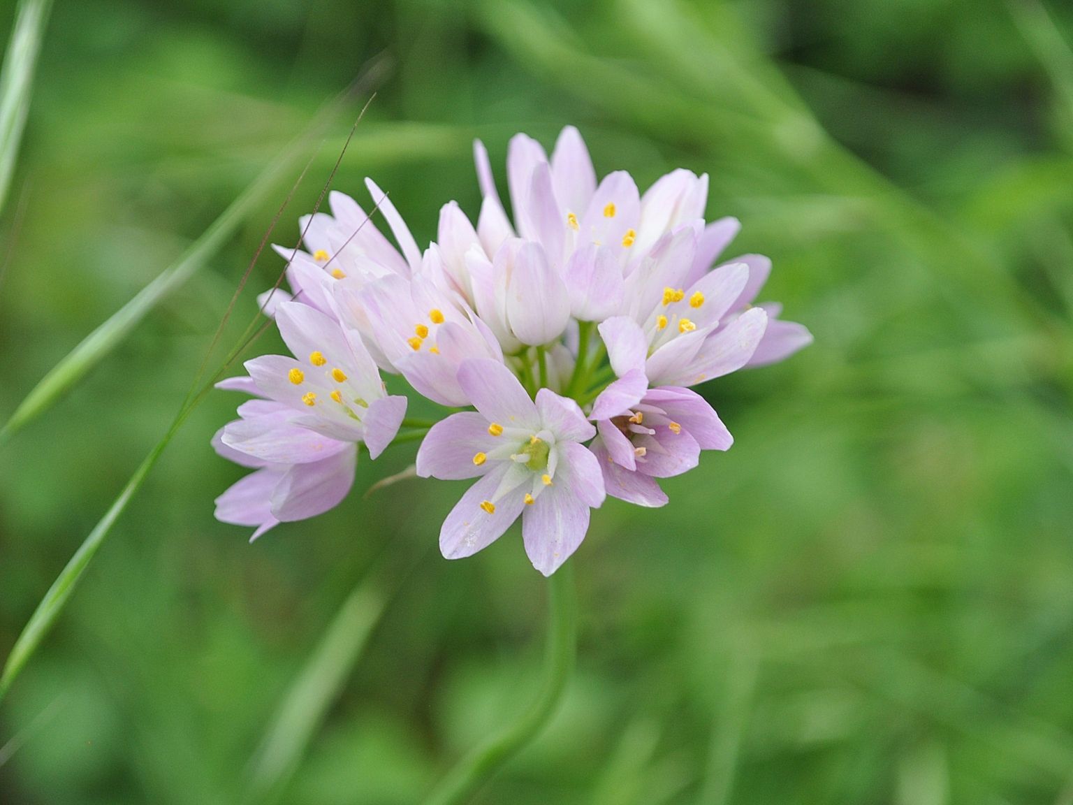 Allium roseum