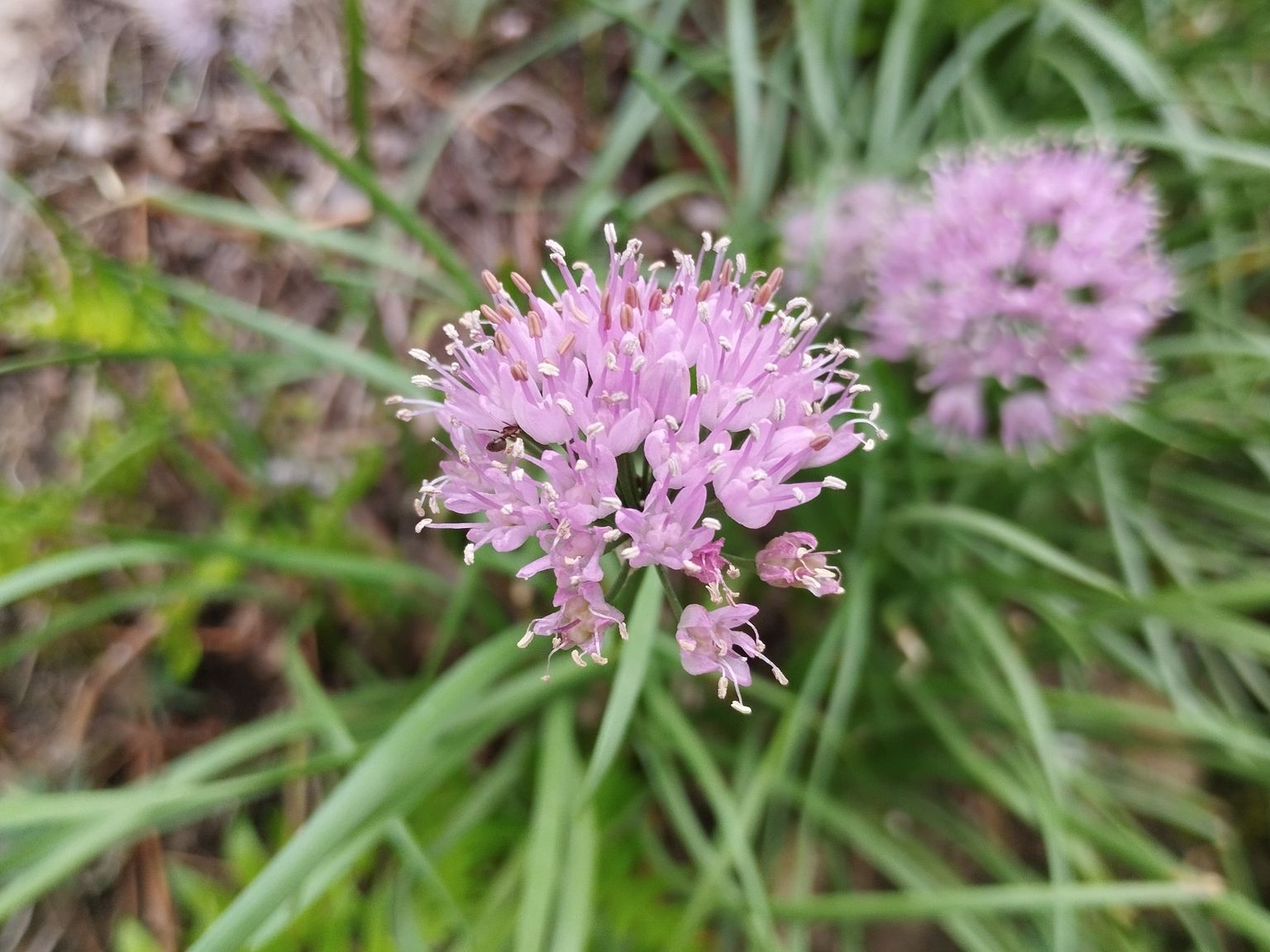 Allium senescens montanum