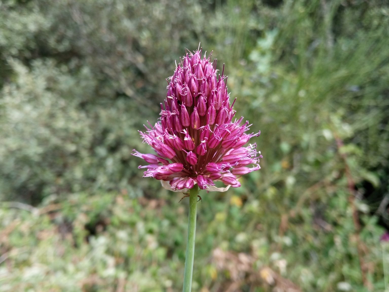 Allium sphaerocephalon