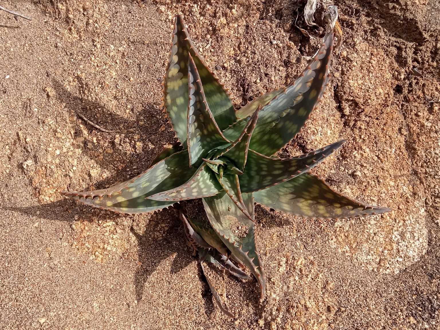 Aloe maculata