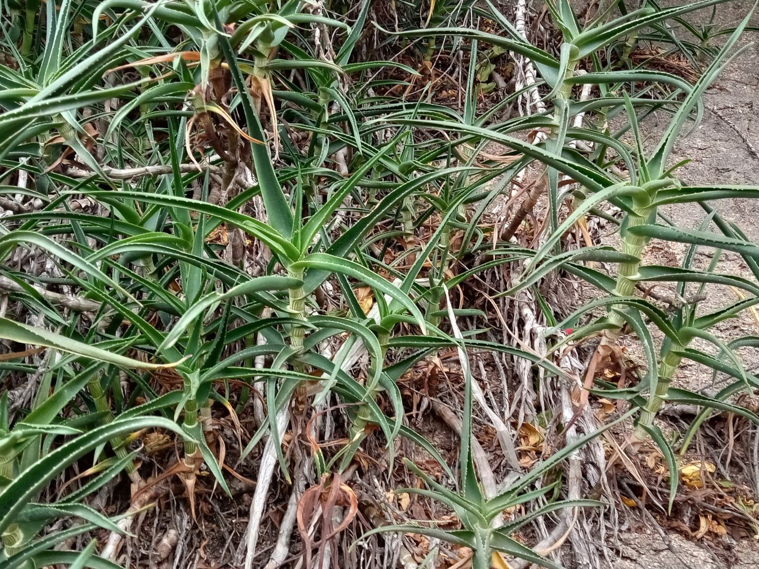 Aloiampelos striatula