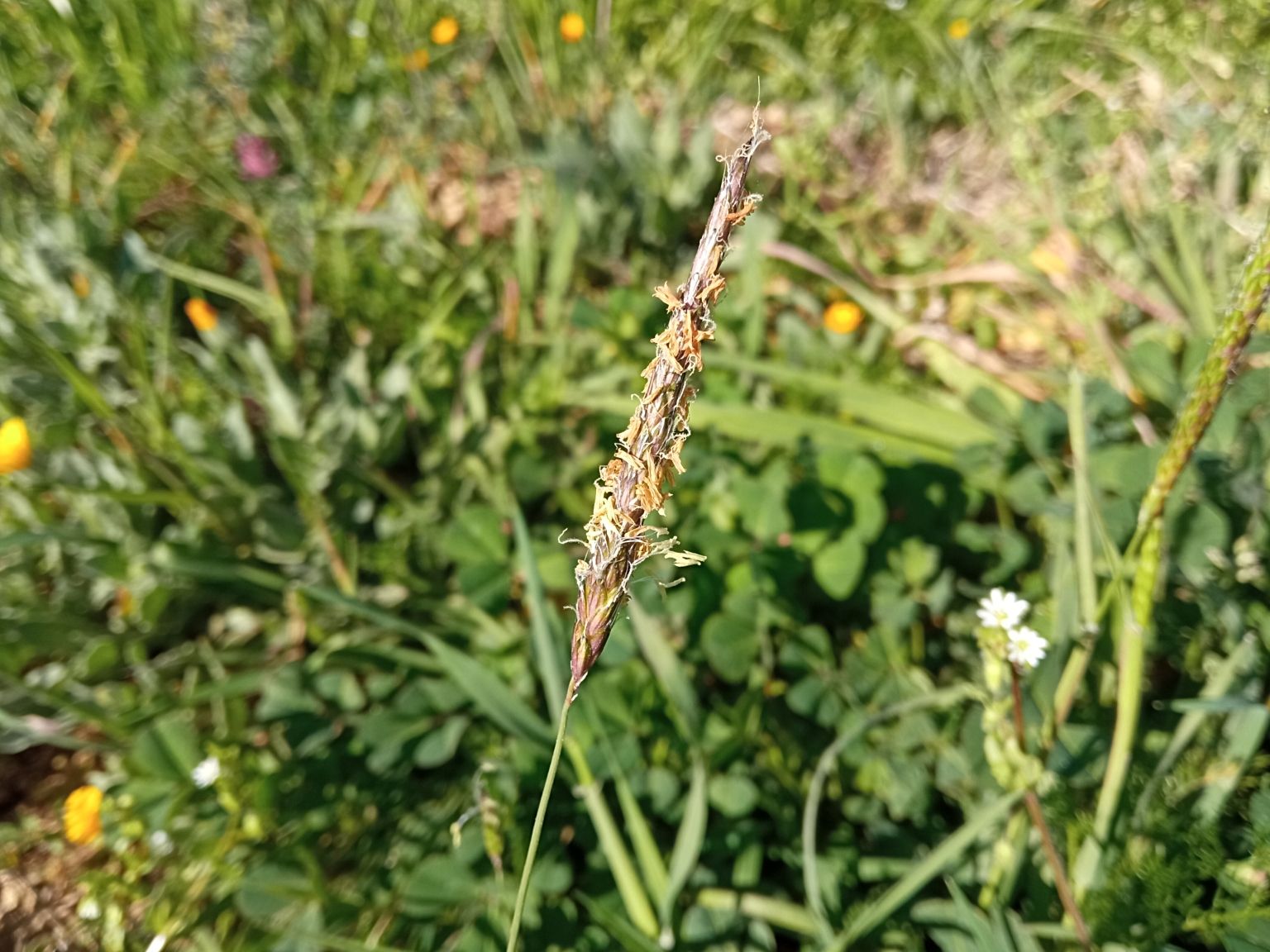 Alopecurus myosuroides