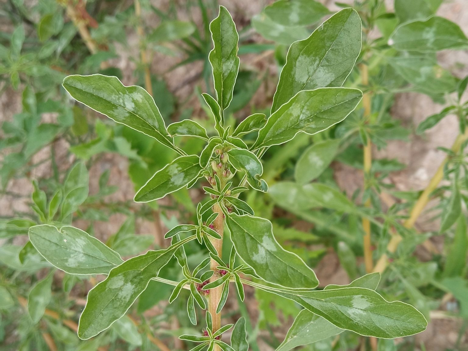 Amaranthus blitoides