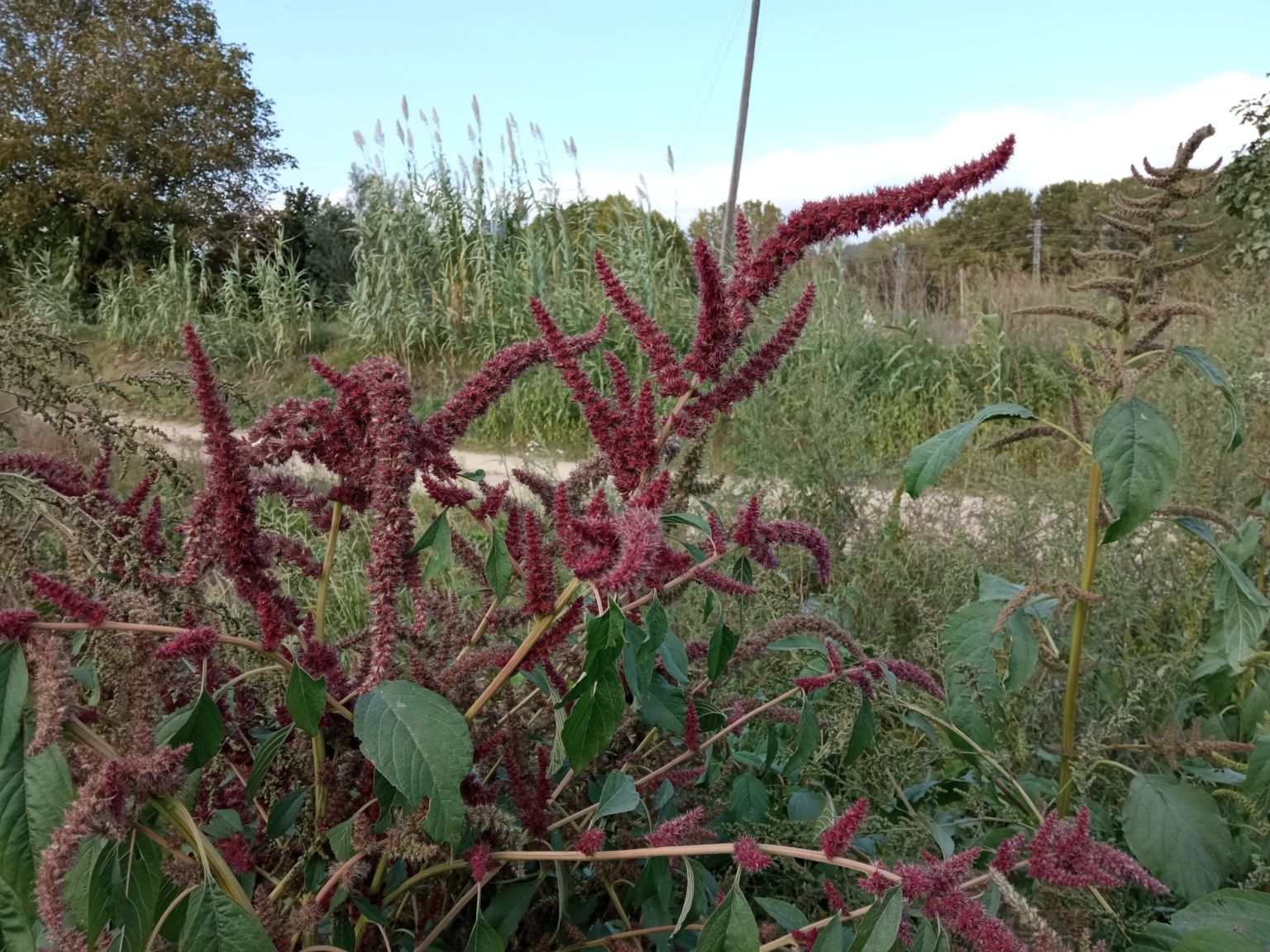 Amaranthus caudatus