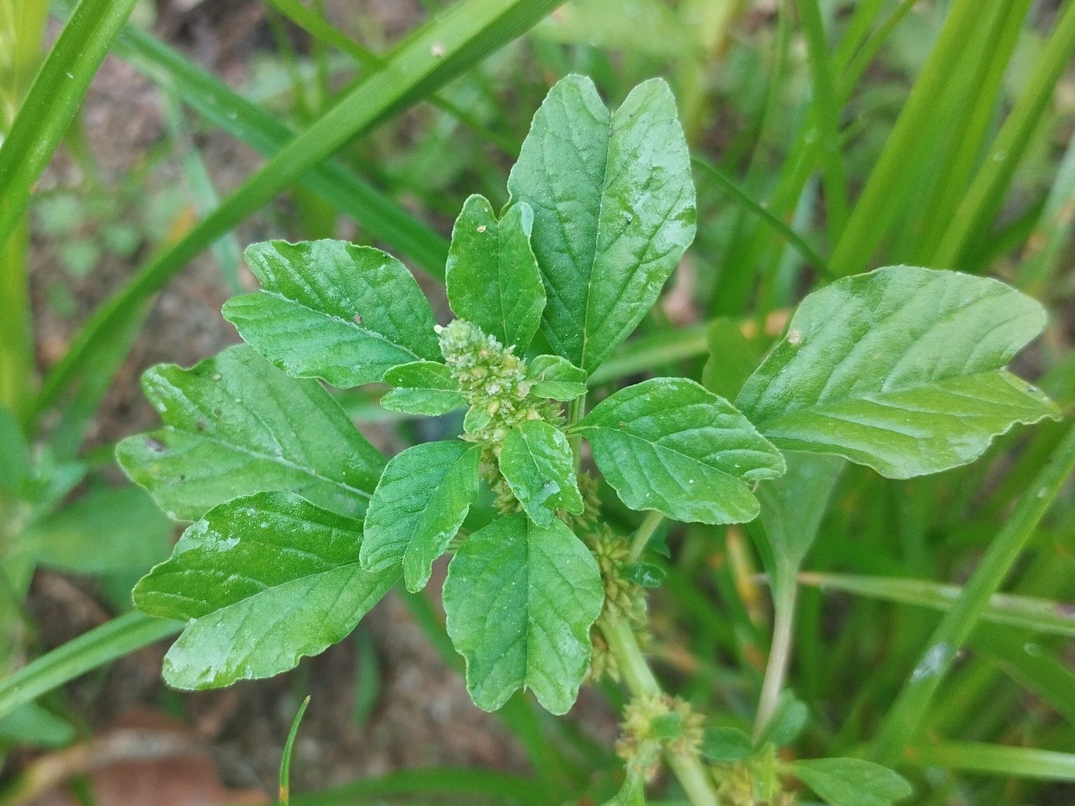Amaranthus emarginatus