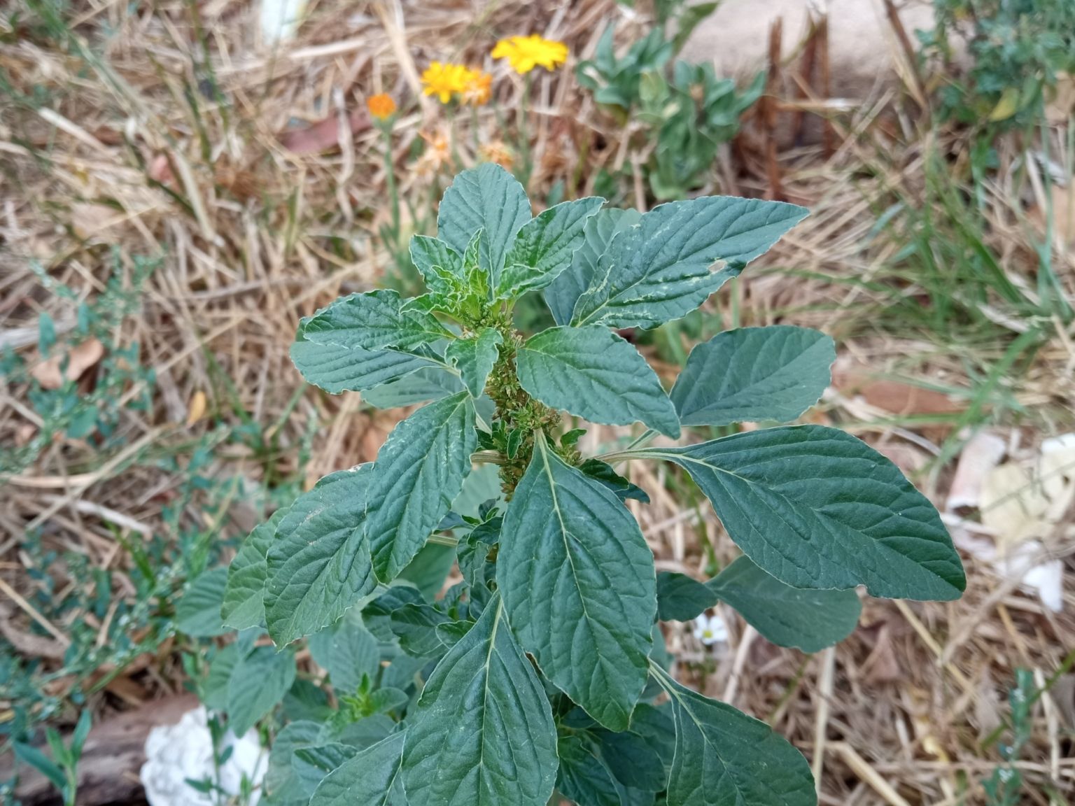 Amaranthus graecizans silvestris