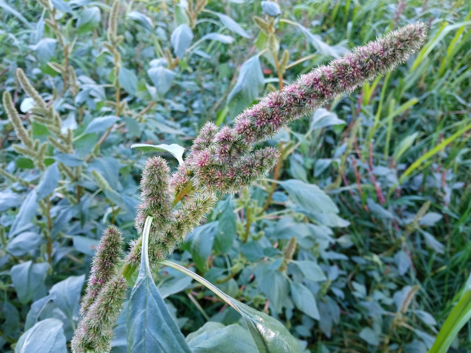 Amaranthus powellii