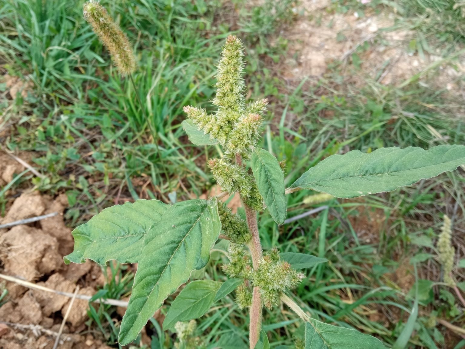Amaranthus retroflexus
