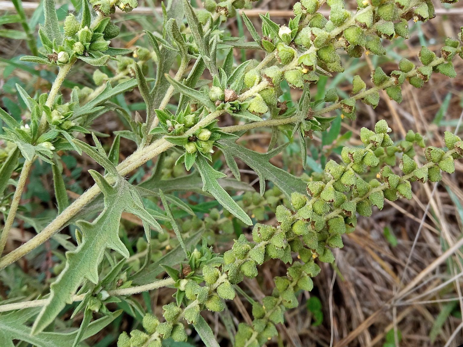 Ambrosia psilostachya