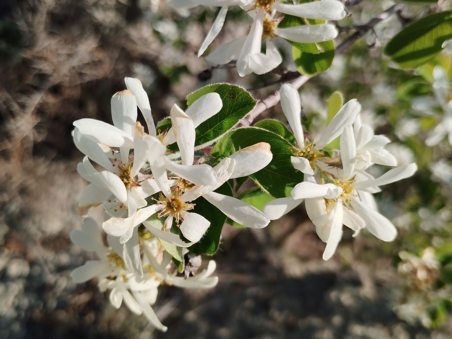 Amelanchier ovalis