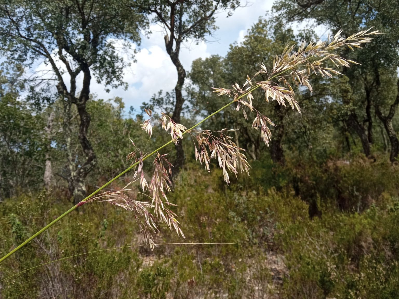 Ampelodesmos mauritanicus