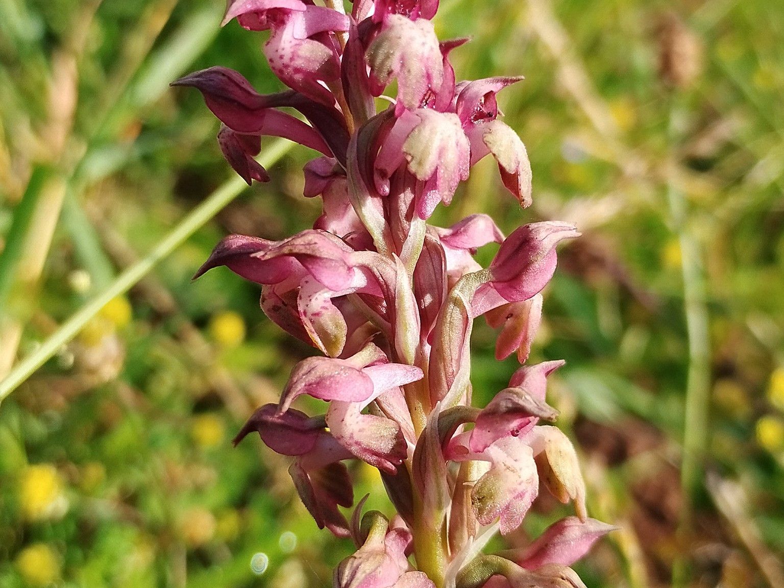 Anacamptis coriophora