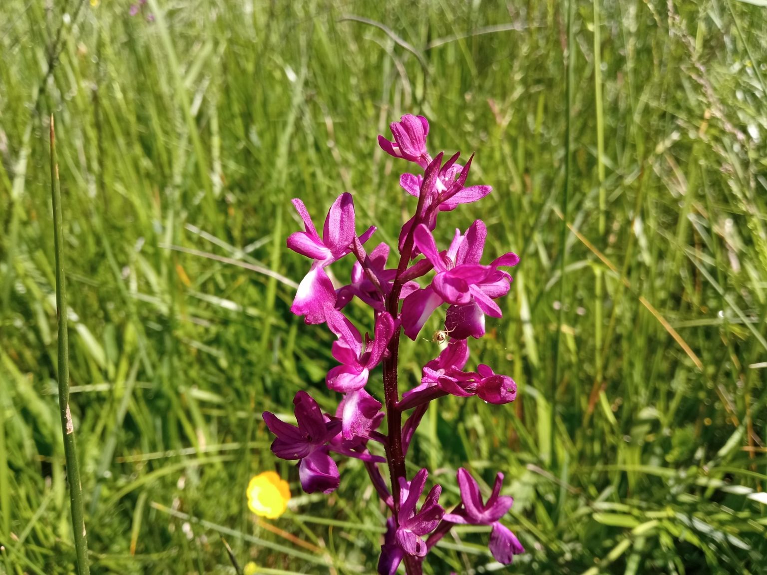 Anacamptis laxiflora