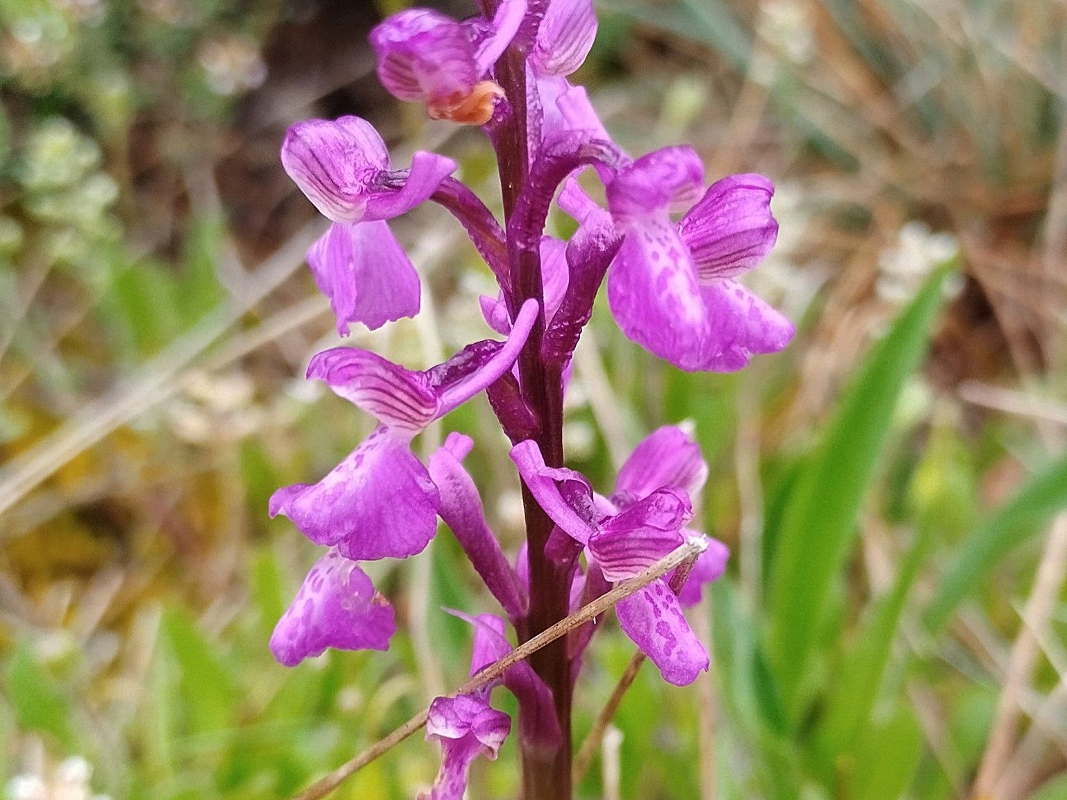 Anacamptis morio