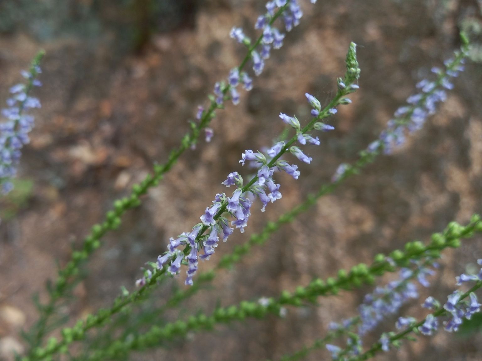 Anarrhinum bellidifolium