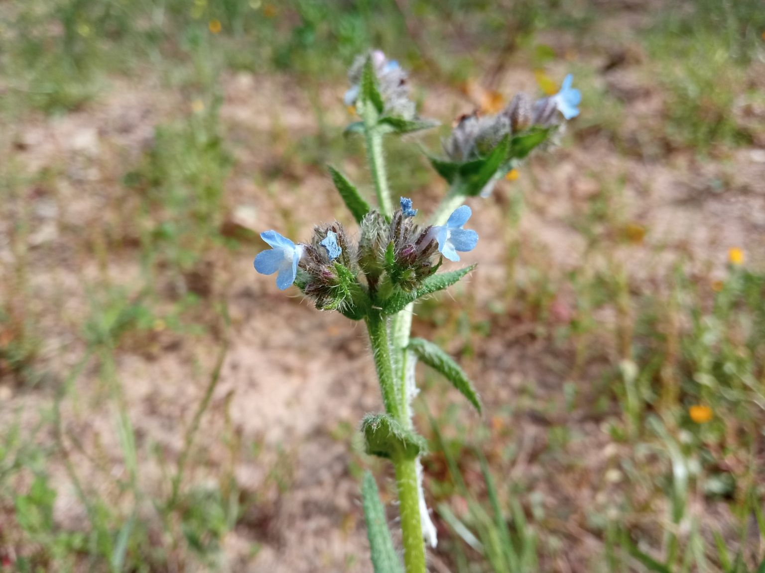 Anchusa arvensis arvensis