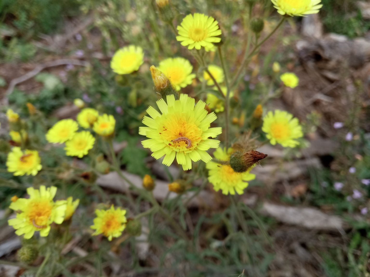 Andryala integrifolia