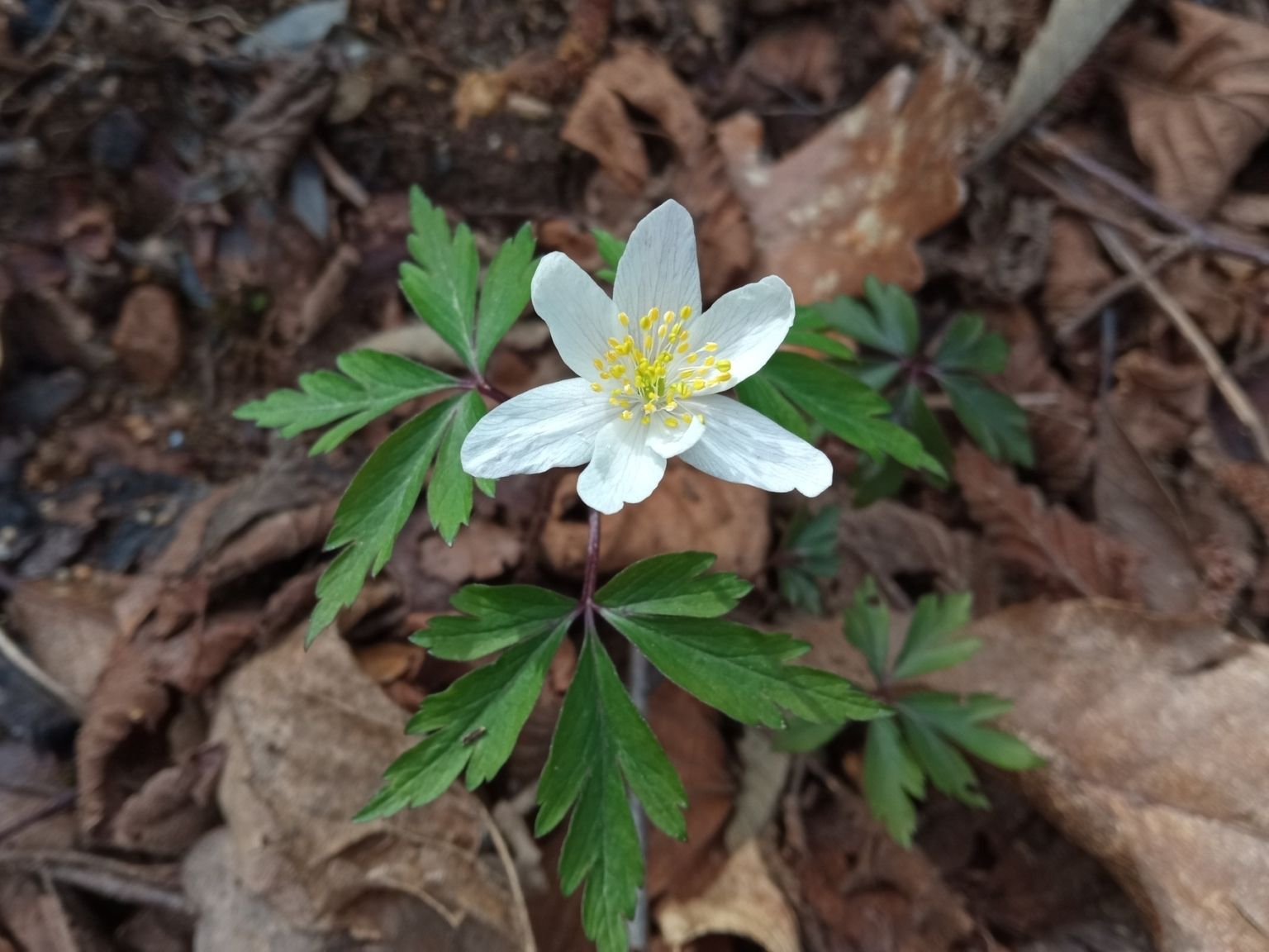 Anemone nemorosa